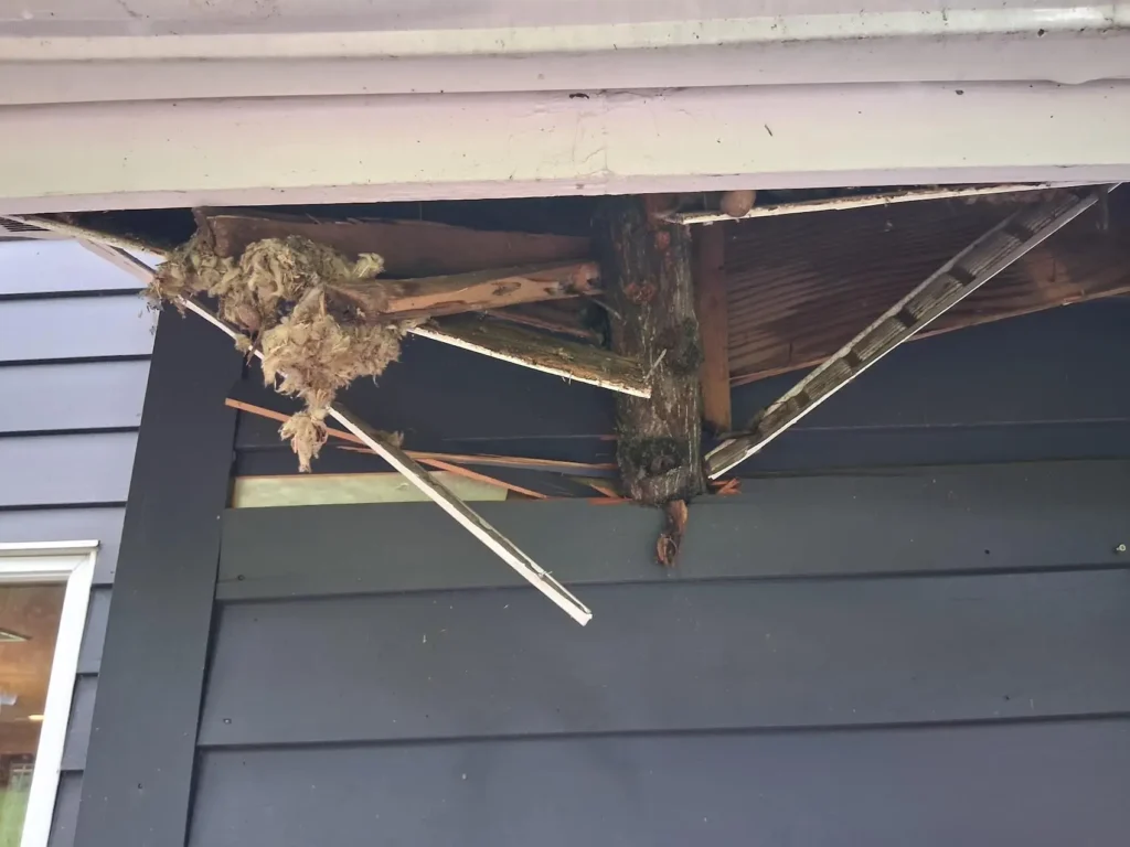 Insulation hanging from gutter